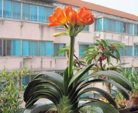  【夏季】夏季种植君子兰，这4方面养护，你做到位了吗？早知道早纠正