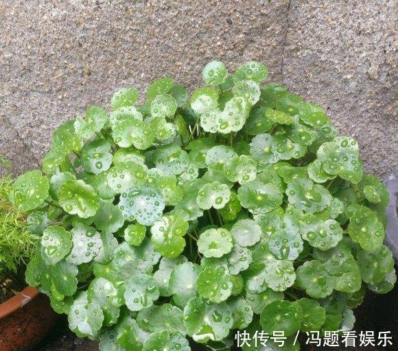  [花盆]河边捞点铜钱草，“半水半土”养，30天迅速长满花盆，贼好养