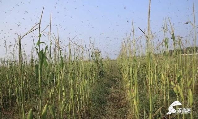  无人机■山东专家紧急赴“巴铁”灭蝗！曾开发蝗虫地图，用上飞机和无人机