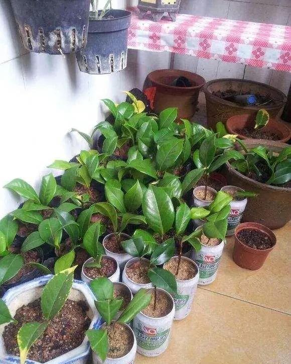 速度|扦插茶花的1个小诀窍,生根速度和成活率提高数倍,蹭蹭疯长