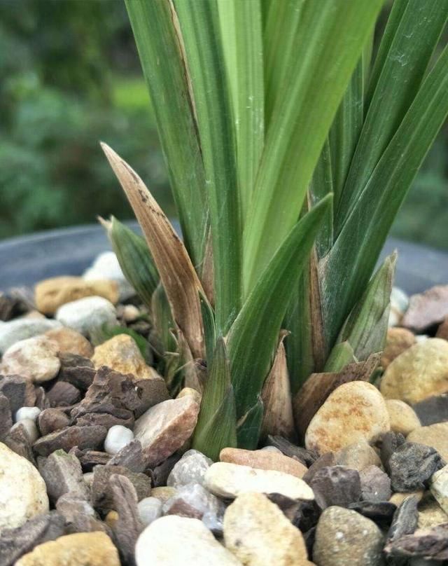 开爆:兰花春剑怎么养?记住“3招”,根系壮,花更多,苗更旺,开爆盆