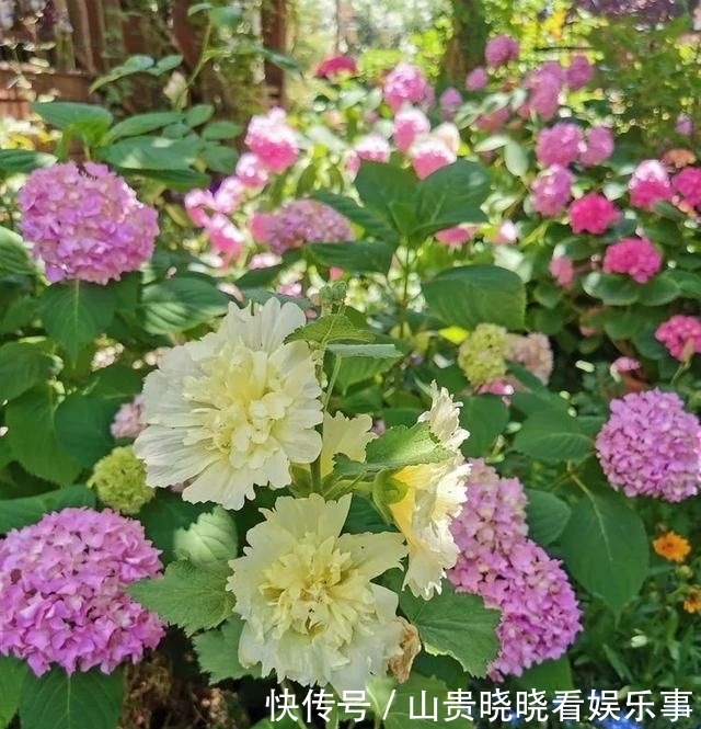 「平方」有了30平方的小院,能将日子过成了诗?简单而精致,优雅而从容!