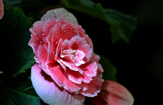  【红艳艳】养四季海棠，5月爱吃“醋”，花芽满枝乱窜，花开一年“红艳艳”
