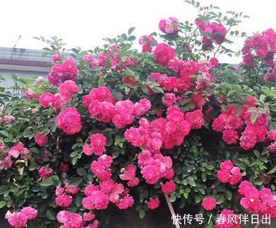  甜蜜红木香|少抽一包烟此花都要栽2棵！一年花开180天，遇见就赶紧带回家吧