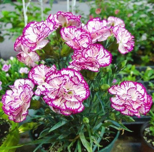  『花开满』4种容易“爆盆”的花，个个花开满盆，好养又好看，别忽视
