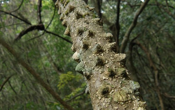  【飞龙】此物野生稀少，价值极为珍贵，山里遇见，请观看就好