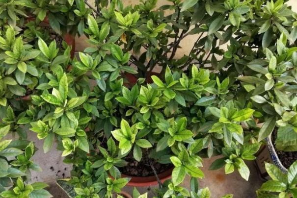 【栀子花】养殖栀子花该如何繁殖?水培扦插3步走,可保早日生根发芽