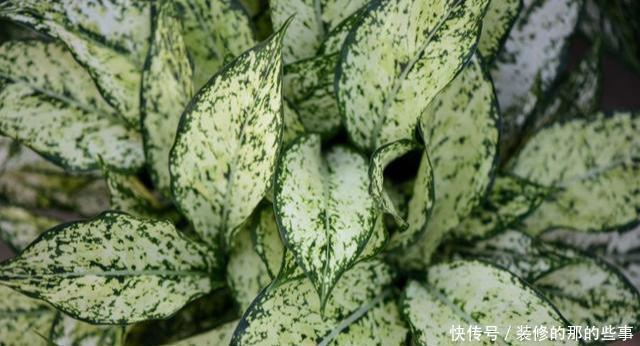  「阳光」这5种叶子花，命贱好养，没阳光也能长好！叶子比花好看