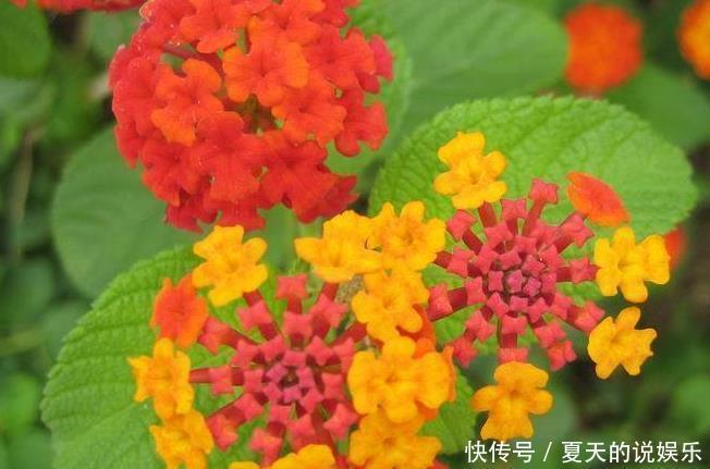  「千万别」卧室千万别养这三种花，香得头昏脑胀，对身体没好处！