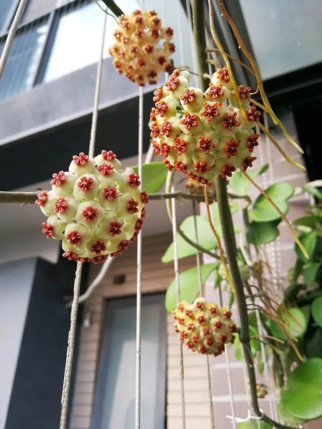 『光照』30种耐阴花,室内光照不佳,也能全年开花