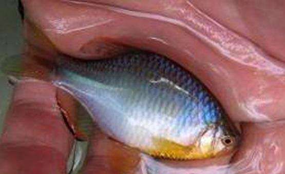  『肚子』小时候最讨厌钓到鳑鲏鱼, 离水几分钟就会烂肚子