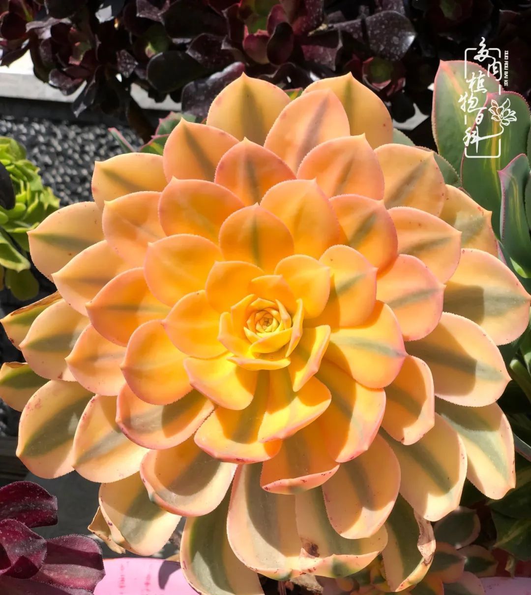  「院里」在茜的多肉小院里,花时间种快乐!