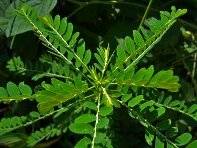 农村一种野草，对外伤有帮助，下回遇见摘一些