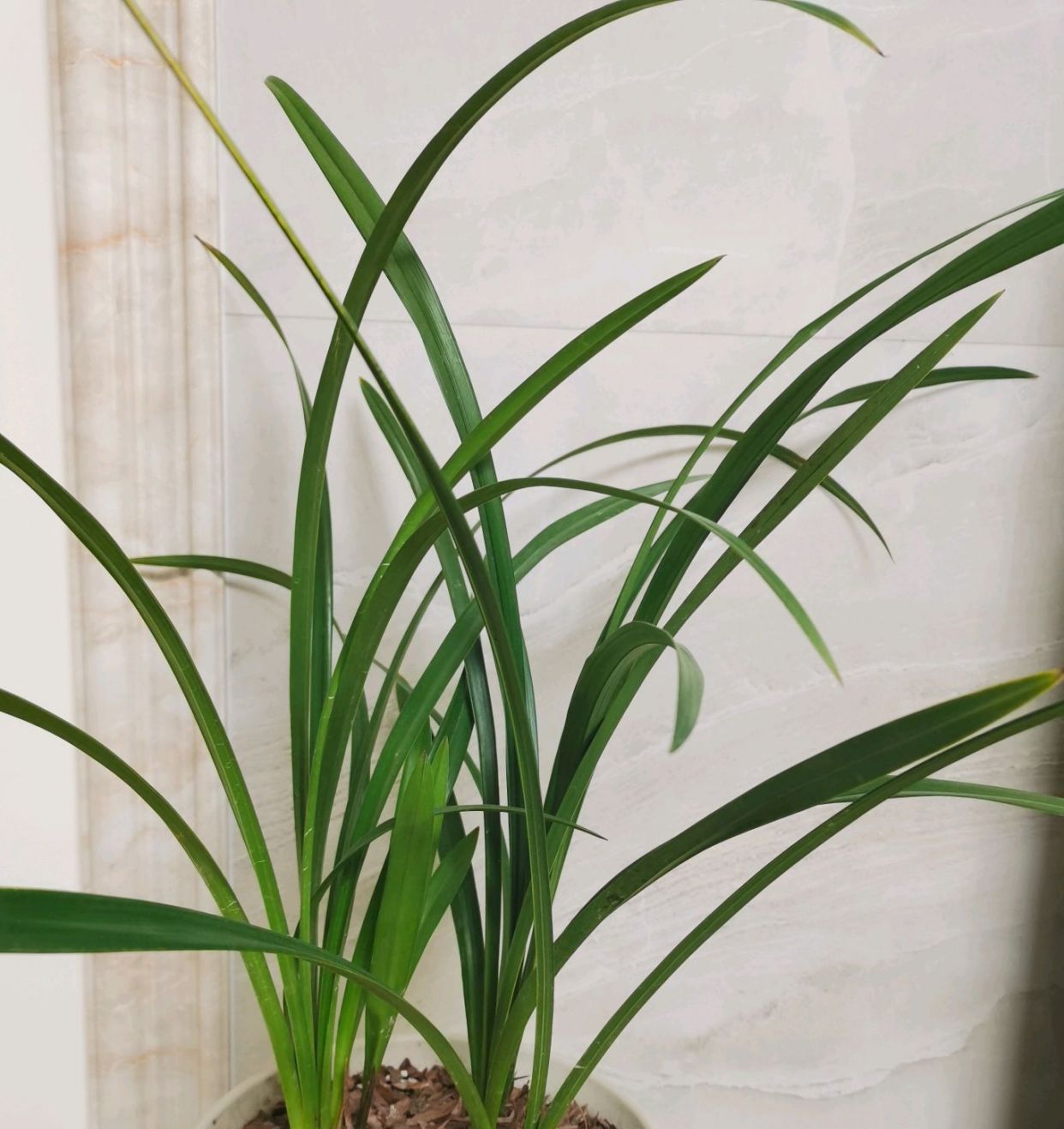  #润而不湿#松树皮加碎石子可以养兰花吗?退草不怕,做到3点,养出铭品兰花