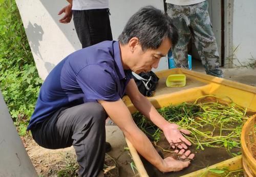  能手|黄鳝人工繁育新进展！看养鳝能手如何养出“本土鳝鱼”