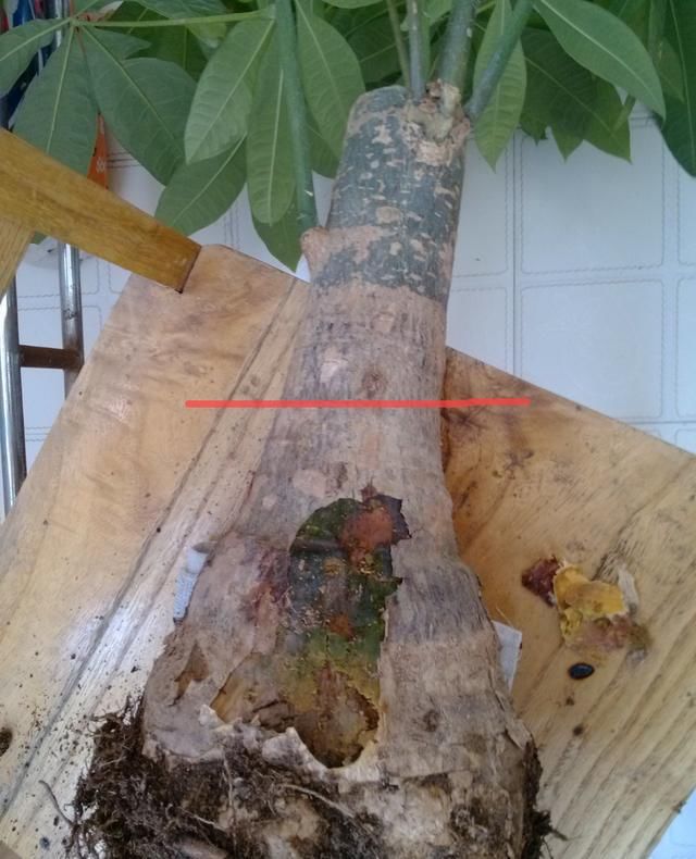  「烂根」天热了，8种花不能乱浇水，小心浇完就死