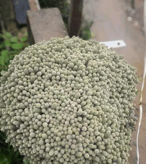  『根枝』这花长得像毛毛虫，掐根枝就活，1个月爆满大缸！