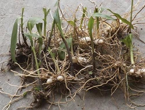  「值钱」1种野生的杂草有“大块茎”，被称为“白芨”，值钱还珍贵，别挖