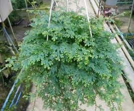  【豆瓣绿】观叶植物养一盆，叶子比花朵还好看，你们家里养了那些？