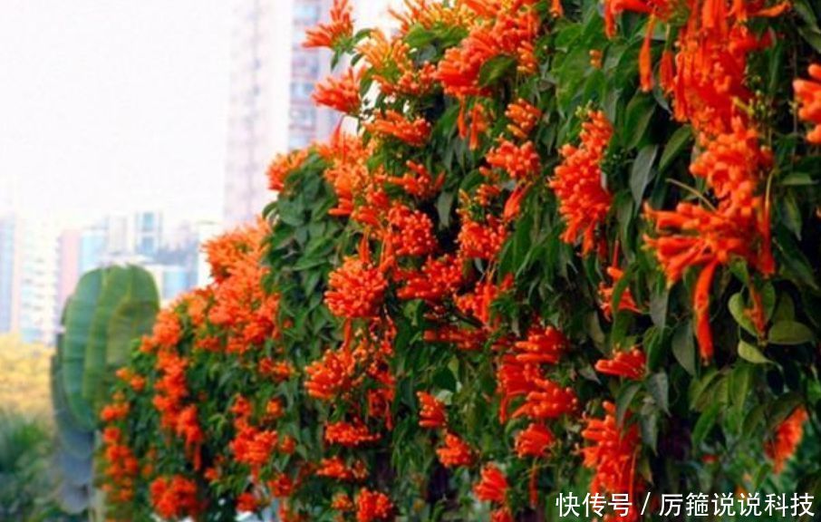 『紫藤花』家有庭院就养“3种花”,美不胜收,清新浪漫、美如仙境!