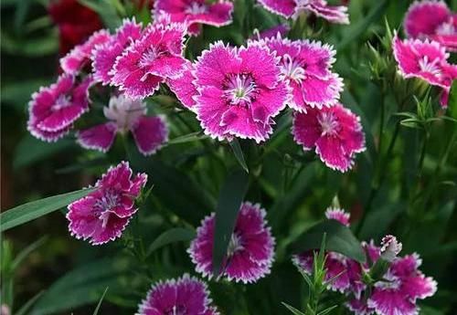  「花芽分化」石竹花养护技巧，放在阳台上，花芽分化极强，开满盆很轻松