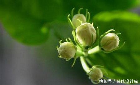  新叶：茉莉叶子老干焦？给它换换土，新叶花苞一起长