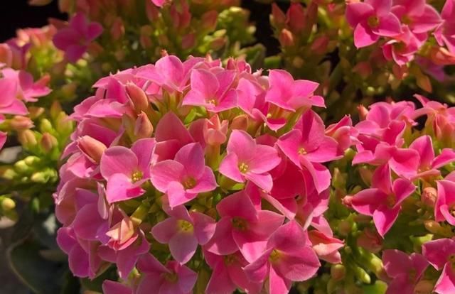 【度夏】想把长寿花养成老桩?做到这“两点”,植株轻松变“老桩”盆景