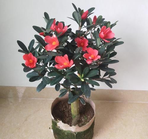 『耐热』此茶花四季开花,花色艳丽夺目,耐寒耐热还好养,非常值得入手