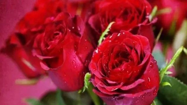  「寓意」寓意好，花香淡淡，玫瑰花适合养在室内吗？