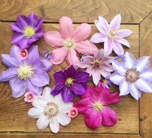  『三角梅』有院子的话，一定养这花，开花大又香！