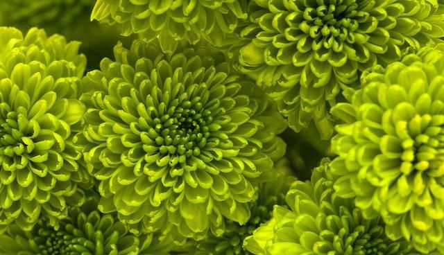  『要素』9种观赏菊花品种，种植技术，管理6大要素