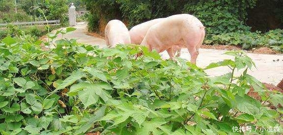  成了|农村这一植物，农民遇到就砍，如今有人把它种成了“摇钱树