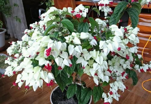  「金凤」喜欢菊花，就养盆“珍贵名菊”盘龙金狮，似金凤飘舞，金光四溢