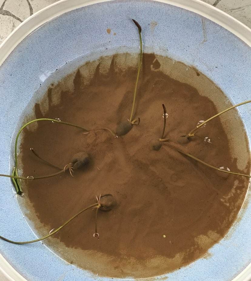  花钱买|肥得流油的“养花土”,家门口就有,随用随取,别再花钱买了!