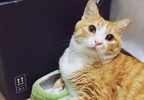  【橘猫】铲屎官买了双新球鞋，刚想穿出门，橘猫却把头塞进了鞋子里