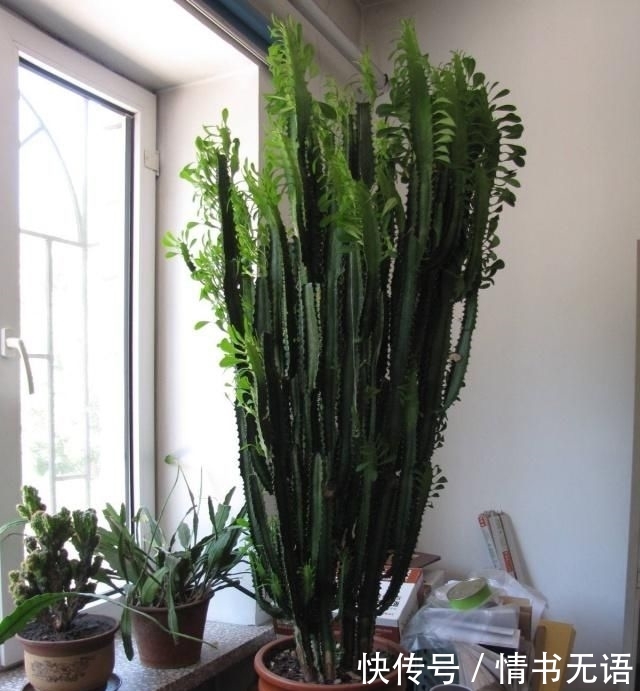  『观赏价值』金钱树、富贵竹，都不如这4种花，招财纳福又镇宅，越养越值钱！