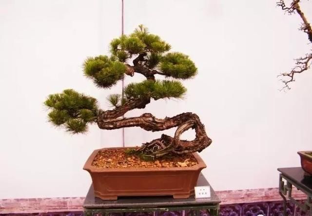 盆景大师都爱玩，山松会否成为下一个热点？