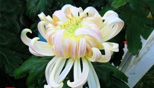 『翩翩』喜欢菊花,不如养盆“稀有品种”兼六白菊,似翩翩仙女,小巧玲珑