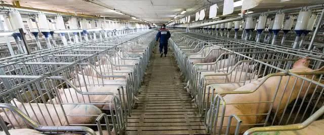  「费用」养猪场不再需要建猪舍了。这样建猪棚。不仅费用低，卫生也很干净