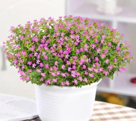 『家里』这种花卉几乎每天都开花,你再“懒”也能养活,一开花家里像春天