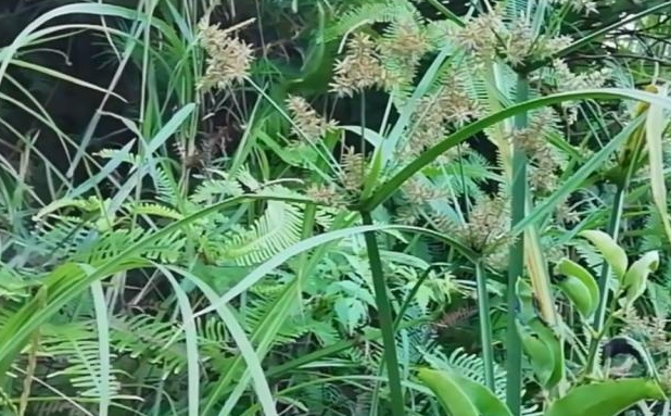  田间：一种田间地头常见的野草，种子长得像稻米，却是“排石”