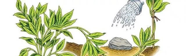 剥皮的部分：学会用压条繁殖植物，就感觉播种和扦插植物弱爆了，你喜欢哪种？