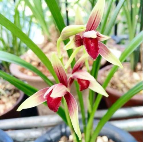 国级:贵为国级极品的兰花,花色艳红无比,花开浓郁幽远,养兰必选佳品