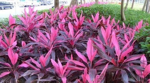 「朱蕉它」色彩高雅华丽,这种红色“竹子”,客厅养一盆,好运来招财运!