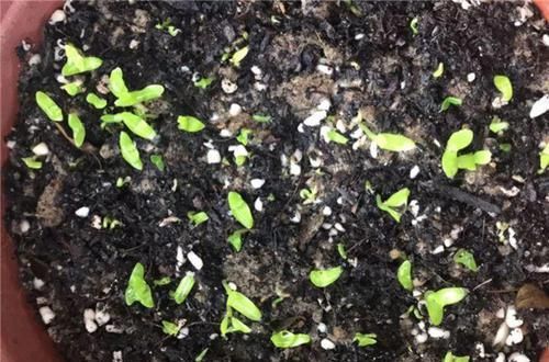  「增加光照」这水果太贵了，吃完留下核，还能种盆栽！