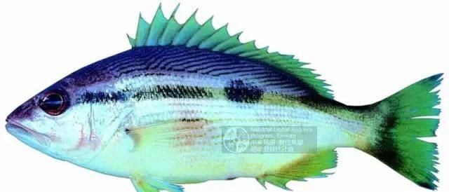  「东山叫红」46种海钓常见的鲷类鱼，最后一种高价的鱼原来也是鲷鱼，才知道
