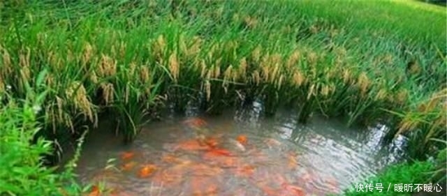 稻田|大火的稻田养殖模式，不仅仅是虾，这些东西也能养