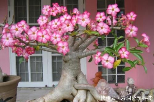  「绿萝」阳台养花选它，花期长达半年，长成老桩开花漂亮，比绿萝还好养