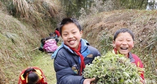 【荠菜】在农村这种野菜被城里人视为“宝贝”，农民却说能喂羊