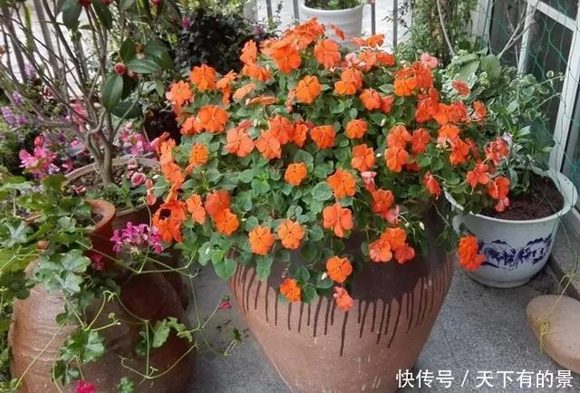 【拿来】30斤的大水缸,拿来养花成宝贝,怪不得都抢着要!